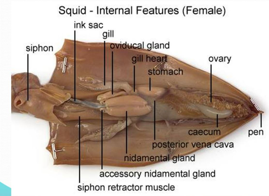 Squid Dissection Lab Companion